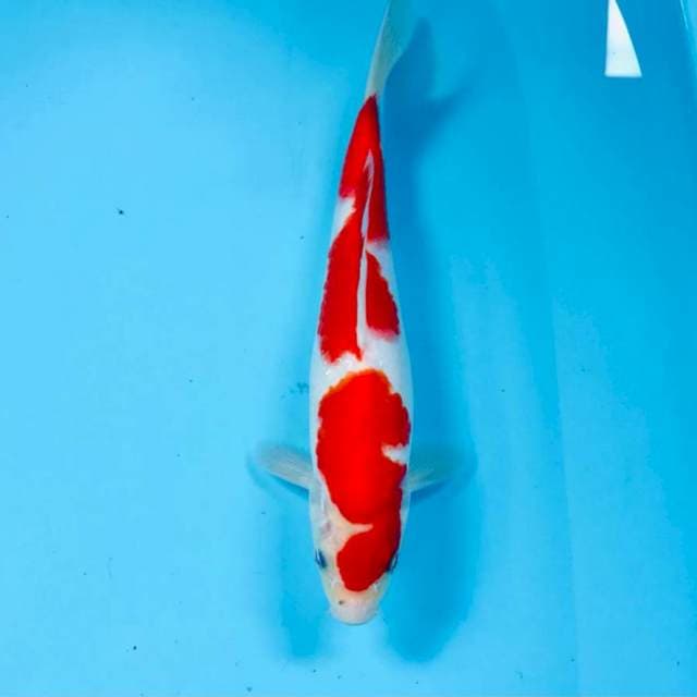 Kohaku, male 26 cm