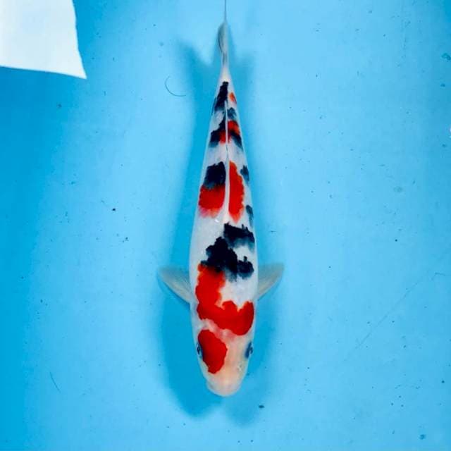 Sanke, male 25 cm