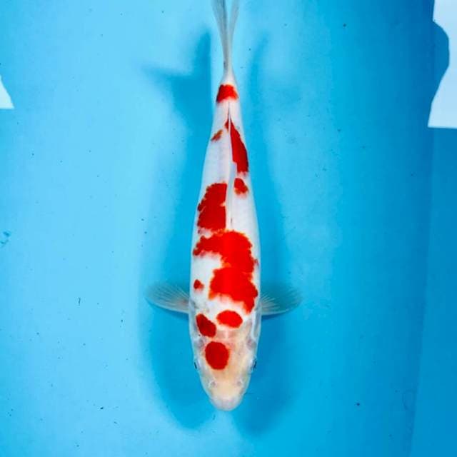 Kohaku, 28 cm