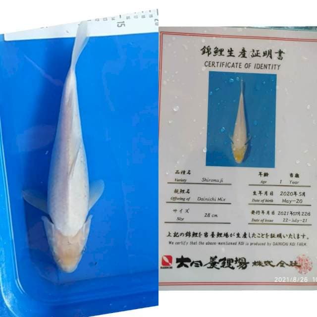 Shiromuji 30cm Dainichi