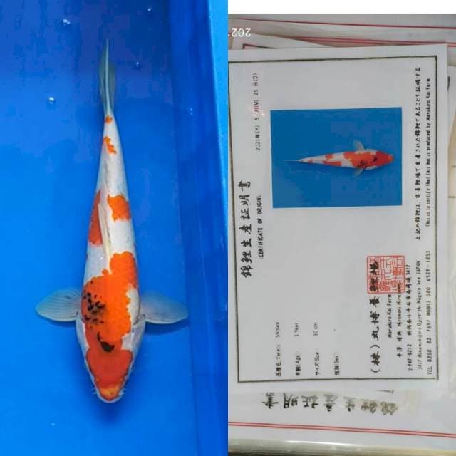 Showa Maruhiro 37cm