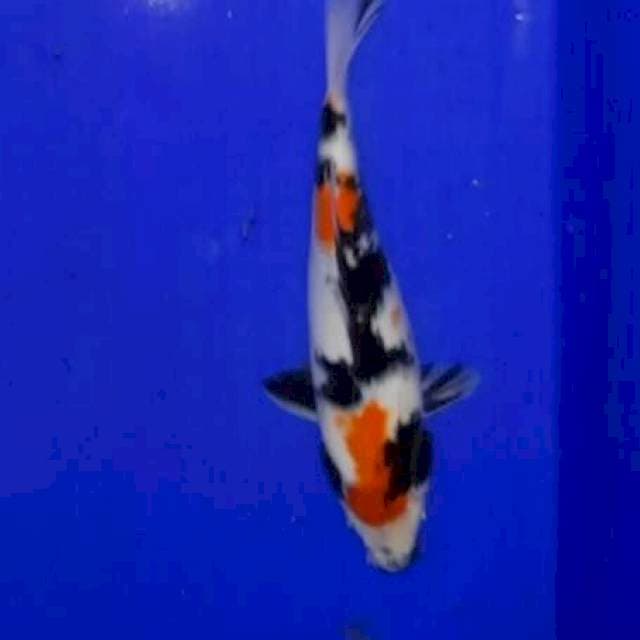 Showa 27 cm