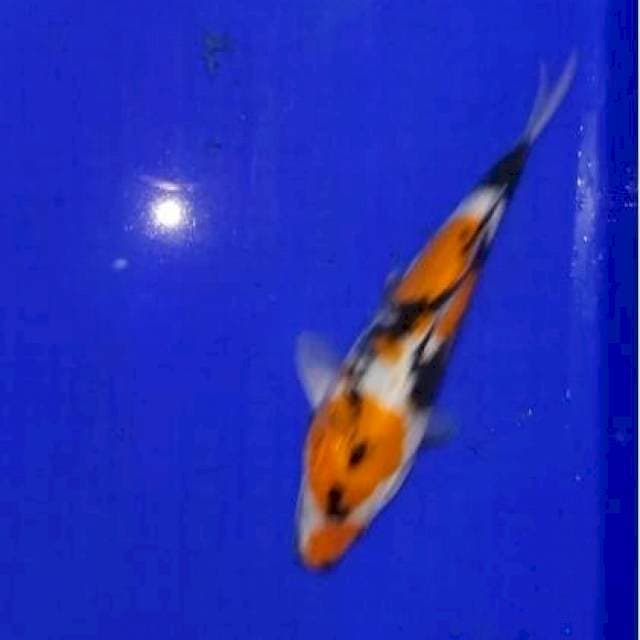 Showa 23 cm