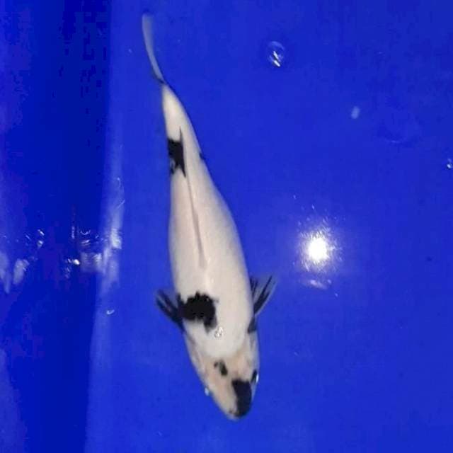 Showa shiro 25 cm