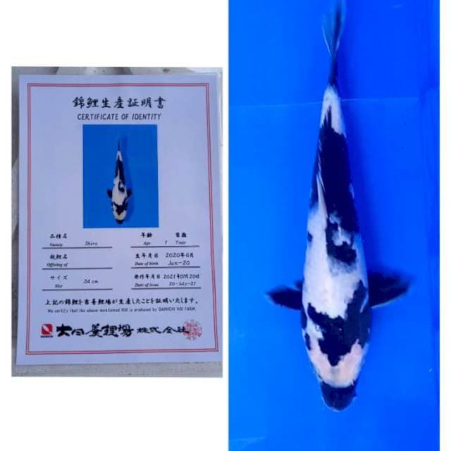 Shiro Jos Dainichi