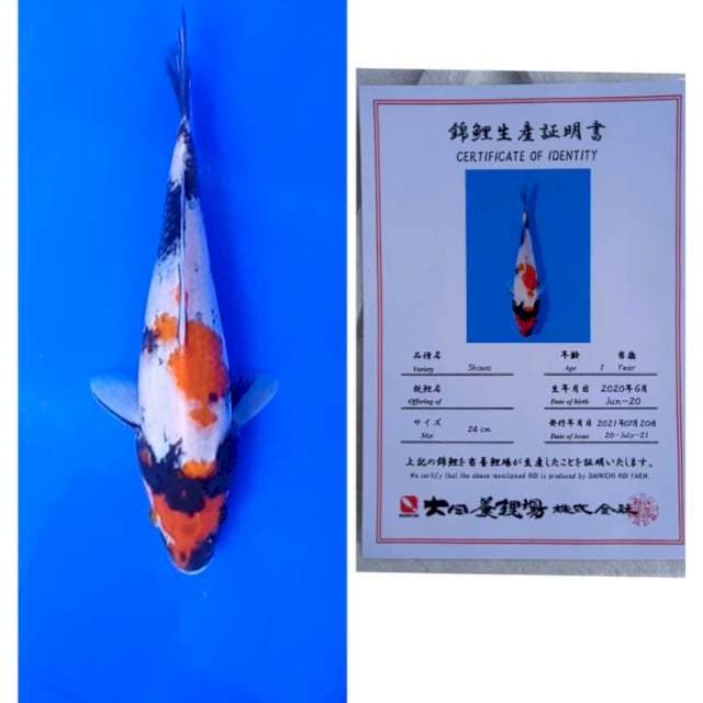 Showa Dainichi