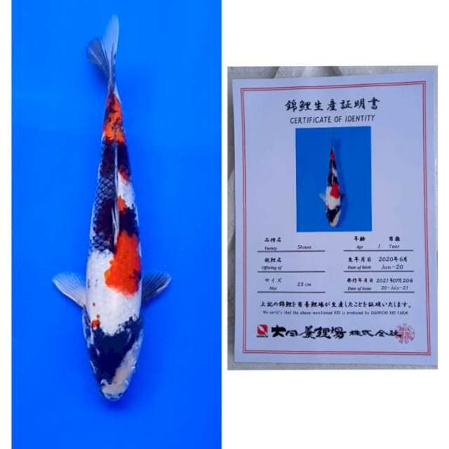 Showa Dainichi Jos