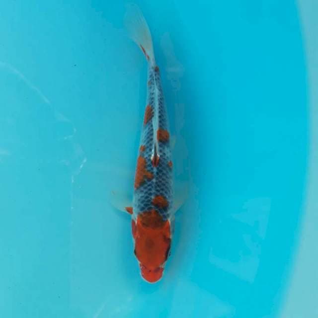 Goshiki 22cm