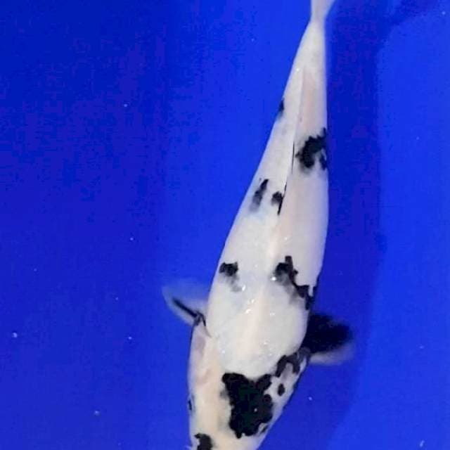 Showa shiro 26 cm