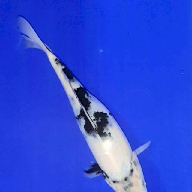Showa shiro 25 cm