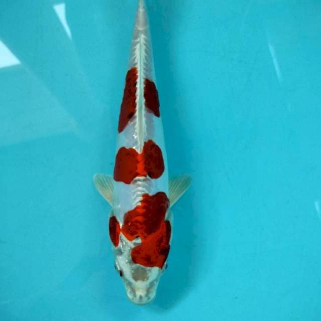 KIKO 26cm 3 STEP