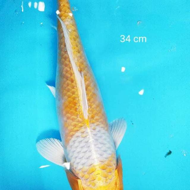 Hariwake 34 cm