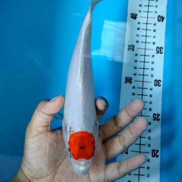 TANCHO KOHAKU 22cm ™