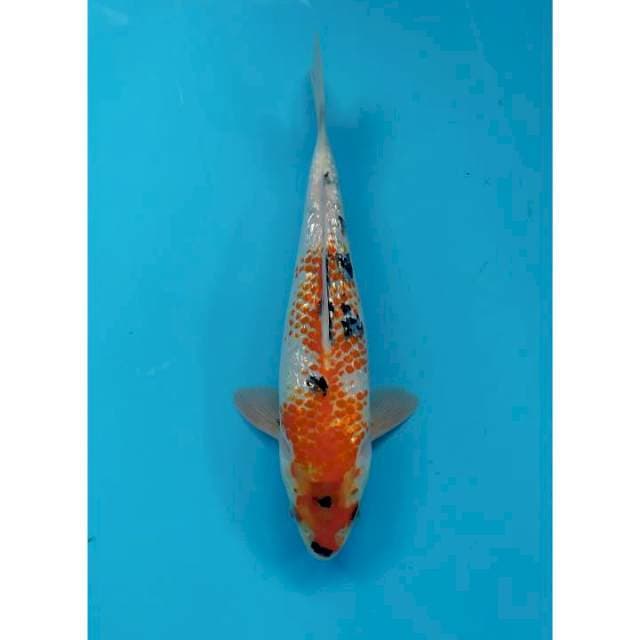 showa kanoko ginrin 29 cm