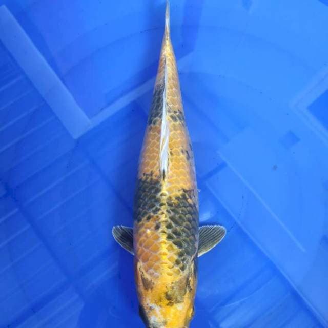 Kin Ki Utsuri Bulky 35