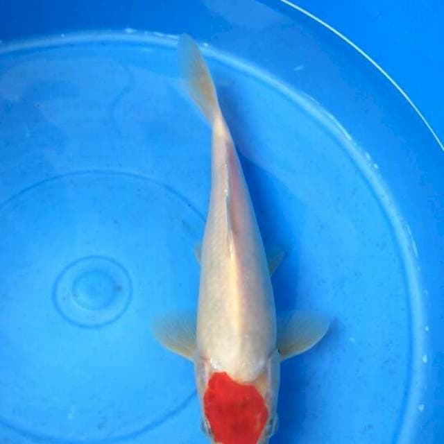 Tancho Merah Pekat ORI MALE