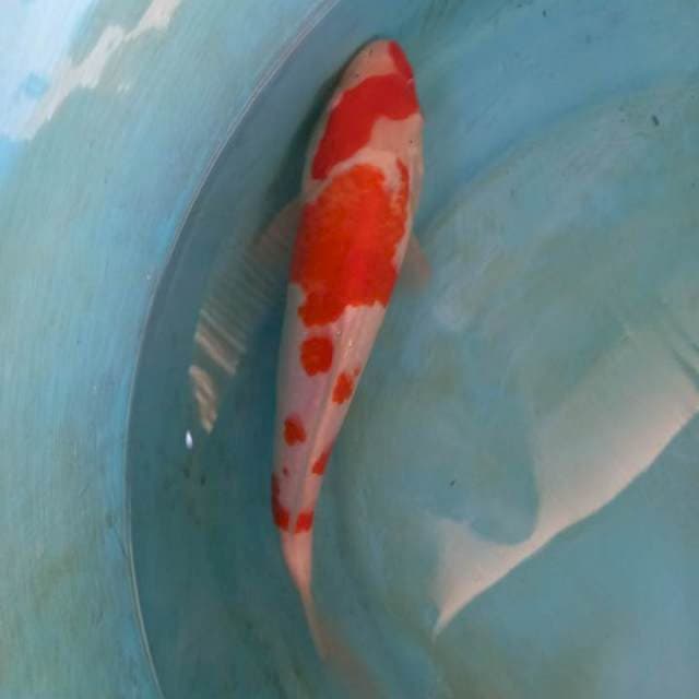 Kohaku tategoi 26cm