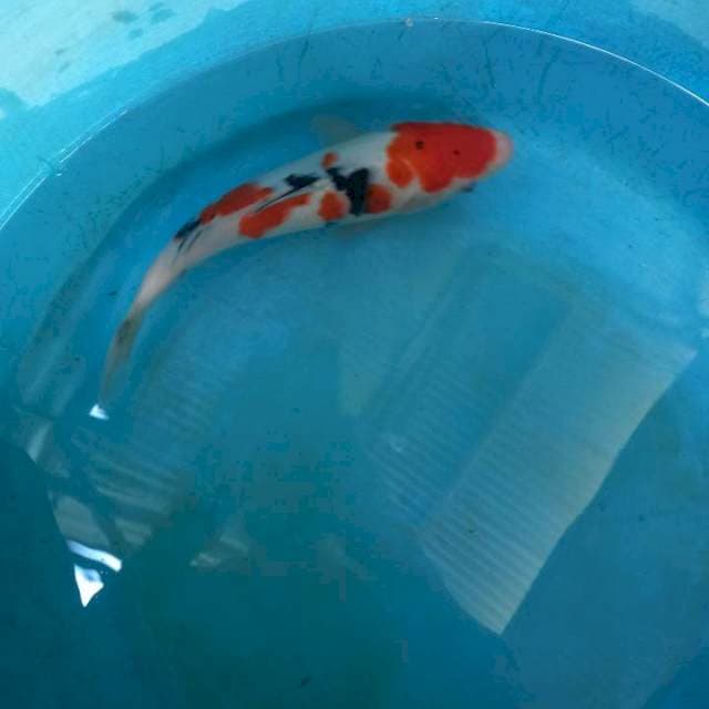 Sanke 27cm