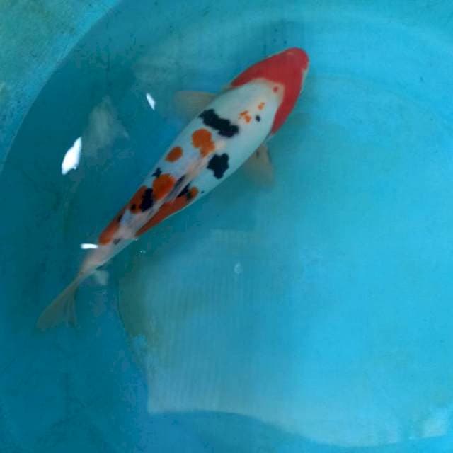 Sanke doitsu hq 28cm