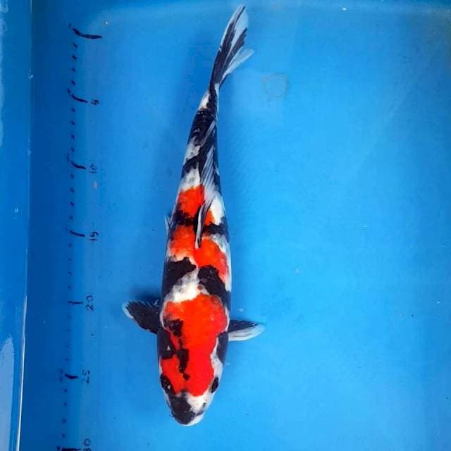 SHOWA ORIGINAL 30CM