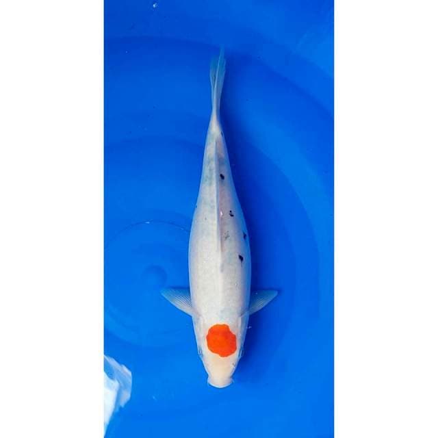 Original Tancho Sanke 27cm (F)
