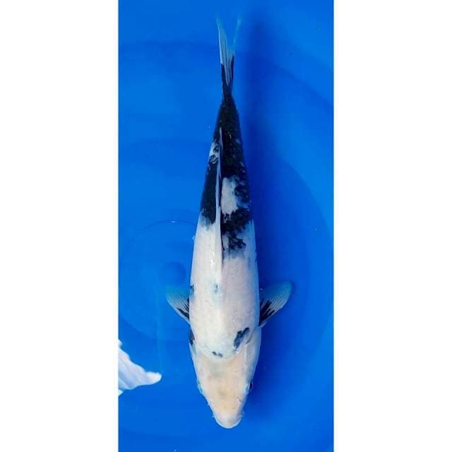 Tategoi Shiro Utsuri Motogoro Seimbang 34cm (F)