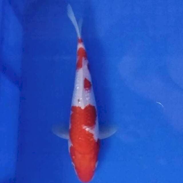 Kohaku ginrin