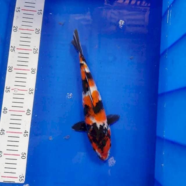 Showa 30 cm