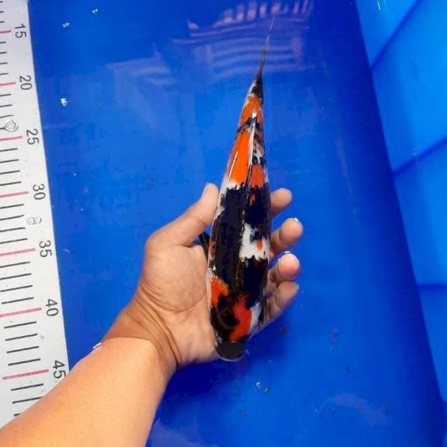 Showa 26 cm
