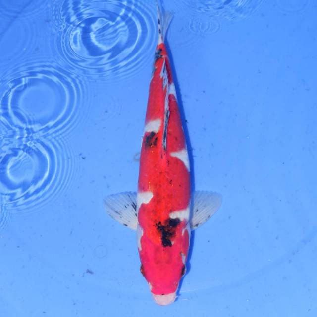 32CM INAZU SANKE