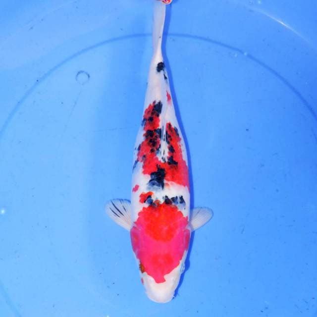 32CM SANKE TROTOL BAGUS