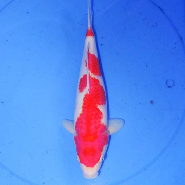 30cm KOHAKU POLA UNIK