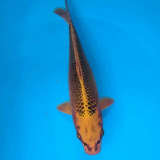 MATsuba 32cm