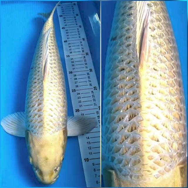 Kin Matsuba 45 cm
