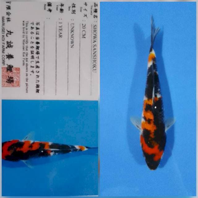 Showa marusei