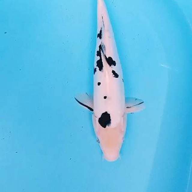 Doitsu murni bekko 35 bu/34 cm