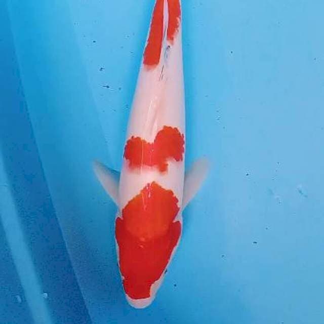 Sanke red strong 40 bu/39 cm