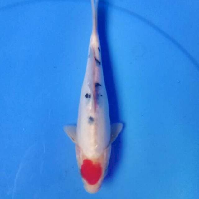 Tancho sanke ori 21 cm