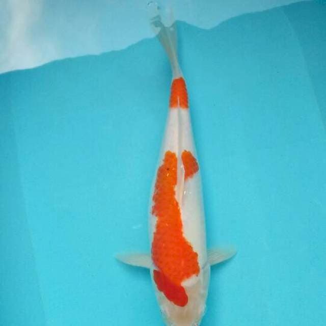 Kohaku 3