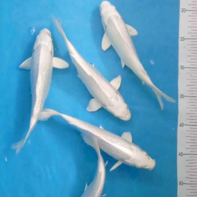 Platinum 20-23Cm