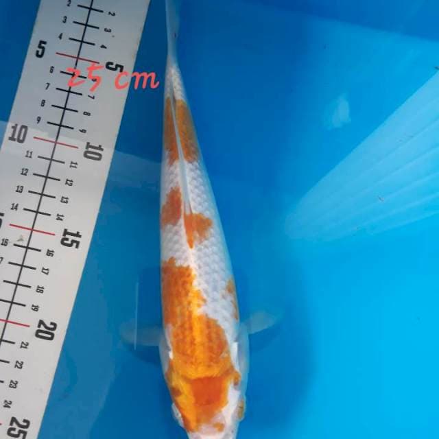 Hariwake 25 cm