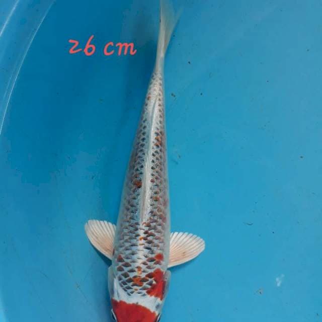 Kojaku 26 cm