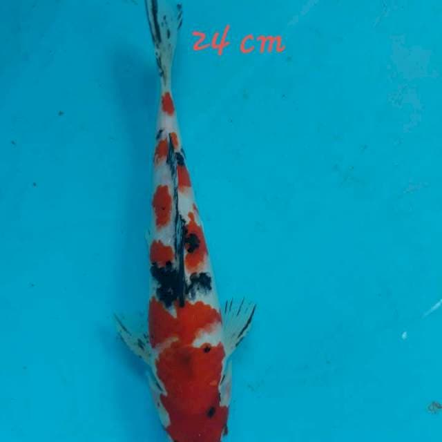 Sanke 24 cm