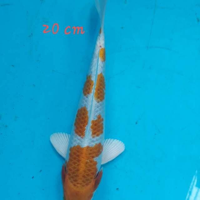 Hariwake 20 cm