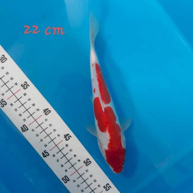 Kohaku doitsu 22 cm