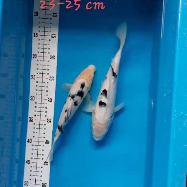 Bekko 23-25 cm