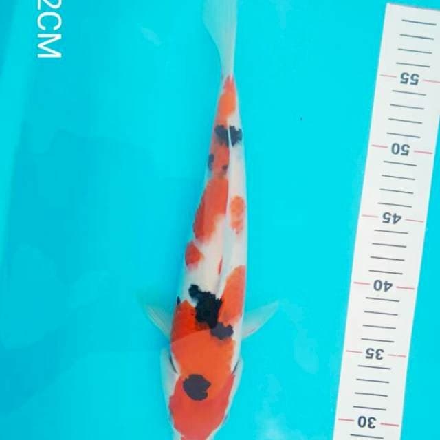 SANKE STRONG 32 CM