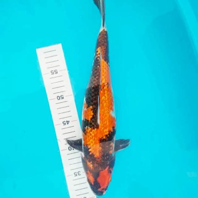 HI SHOWA GINRIN 38 CM