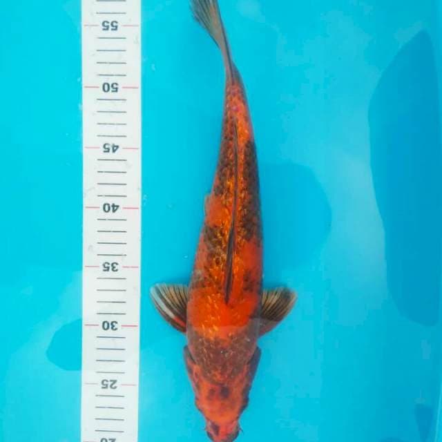 HI UTSURI GINRIN 36 CM