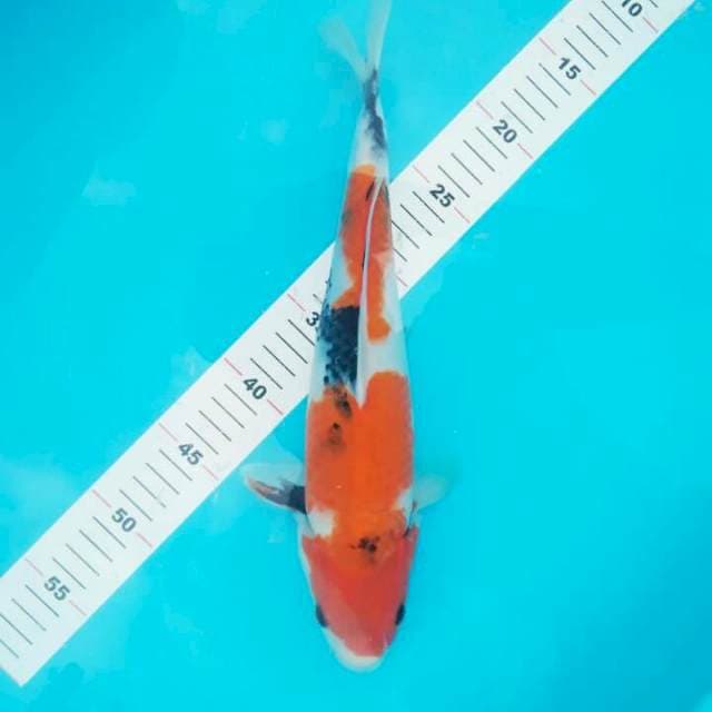 SANKE 36 CM
